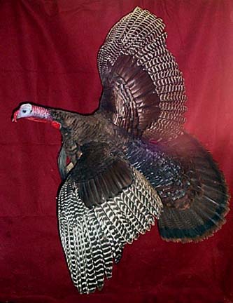 Mount from Simpson Taxidermy Studio