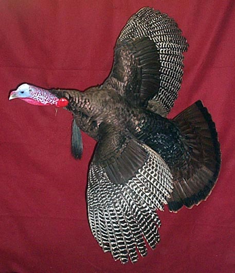Mount from Simpson Taxidermy Studio
