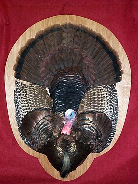 Mount from Simpson Taxidermy Studio