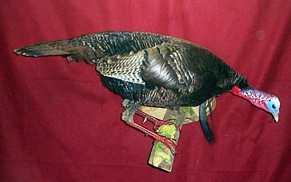 Mount from Simpson Taxidermy Studio