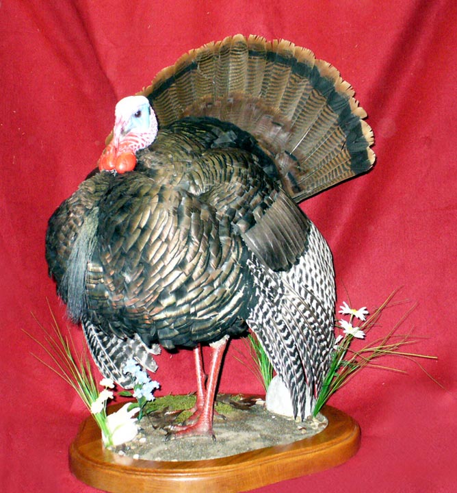 Mount from Simpson Taxidermy Studio