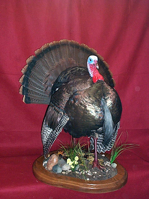 Mount from Simpson Taxidermy Studio