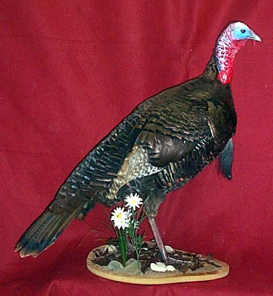 Mount from Simpson Taxidermy Studio