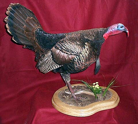 Mount from Simpson Taxidermy Studio