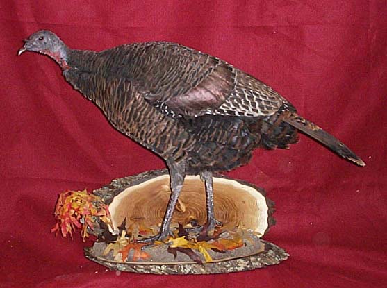 Mount from Simpson Taxidermy Studio
