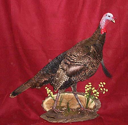 Mount from Simpson Taxidermy Studio