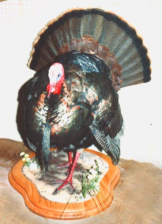 Mount from Simpson Taxidermy Studio
