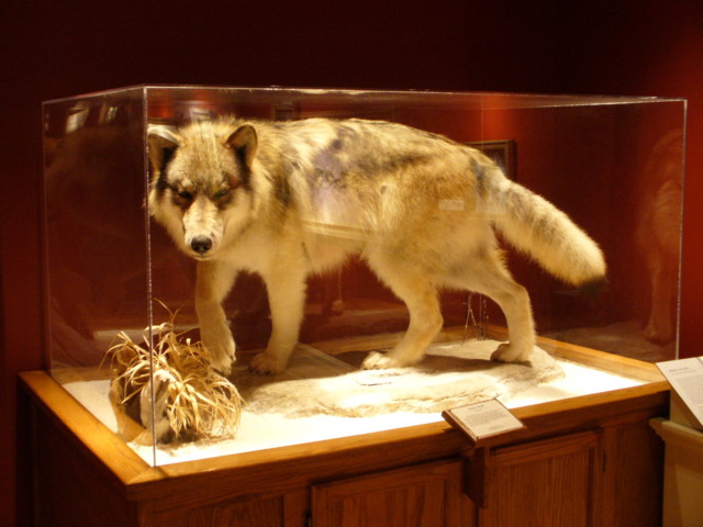 Mount from Simpson Taxidermy Studio