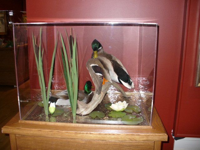 Mount from Simpson Taxidermy Studio