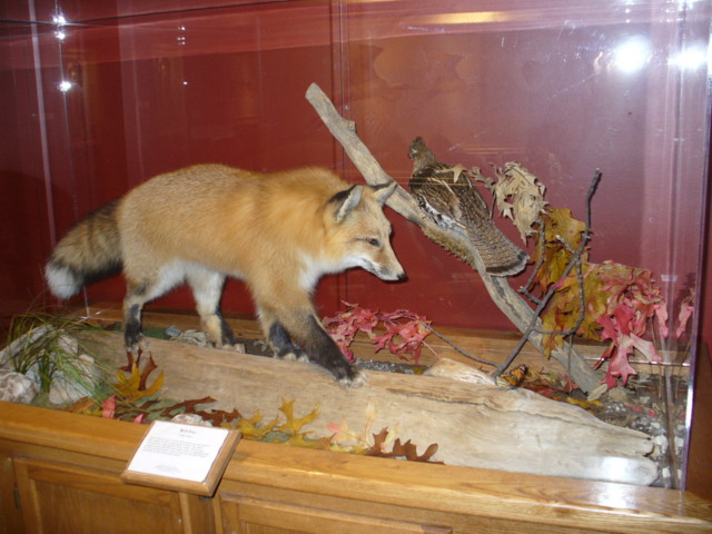 Mount from Simpson Taxidermy Studio