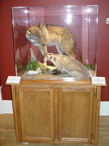 Mount from Simpson Taxidermy Studio