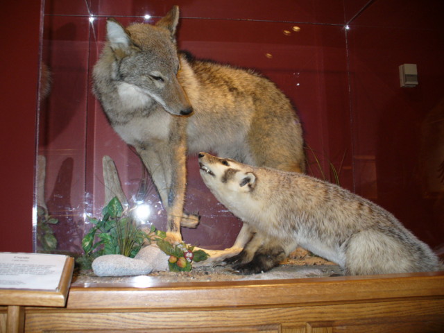 Mount from Simpson Taxidermy Studio