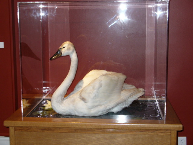 Mount from Simpson Taxidermy Studio
