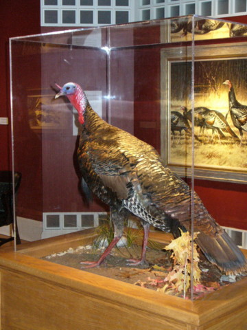 Mount from Simpson Taxidermy Studio