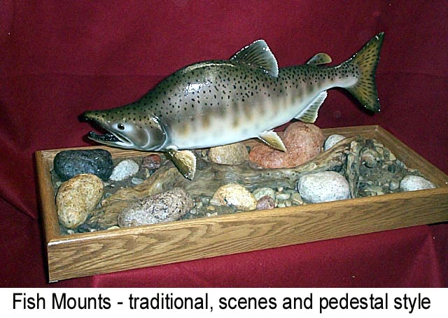 Mount from Simpson Taxidermy Studio