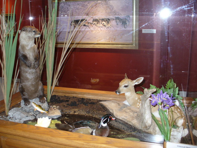 Mount from Simpson Taxidermy Studio