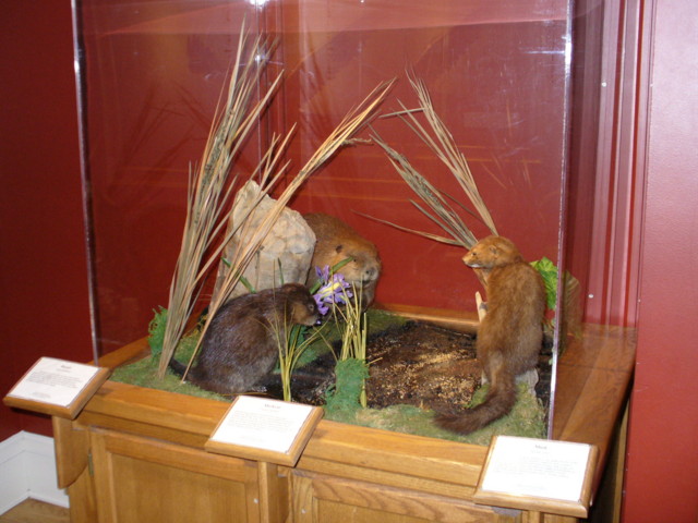 Mount from Simpson Taxidermy Studio