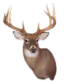Mount from Simpson Taxidermy Studio