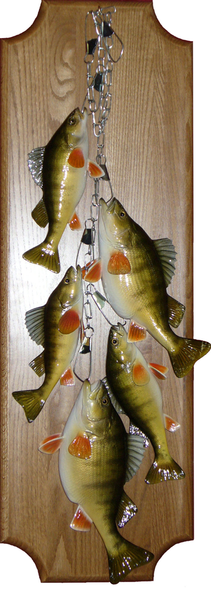 Mount from Simpson Taxidermy Studio