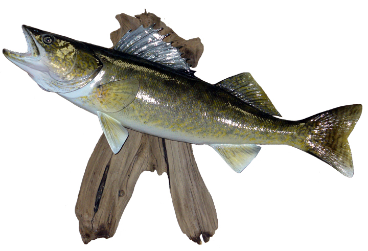 Mount from Simpson Taxidermy Studio