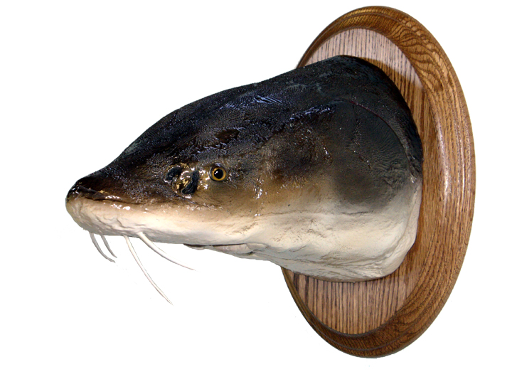Mount from Simpson Taxidermy Studio