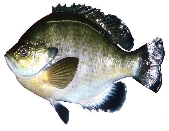 Mount from Simpson Taxidermy Studio