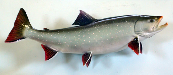 Mount from Simpson Taxidermy Studio