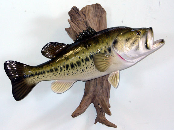 Mount from Simpson Taxidermy Studio