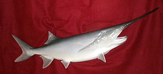 Mount from Simpson Taxidermy Studio