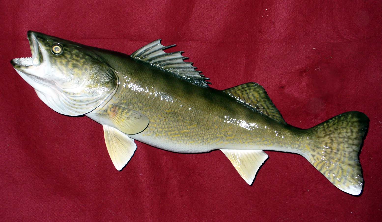 Mount from Simpson Taxidermy Studio