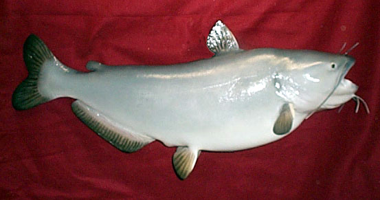 Mount from Simpson Taxidermy Studio