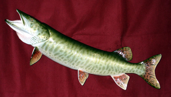 Mount from Simpson Taxidermy Studio