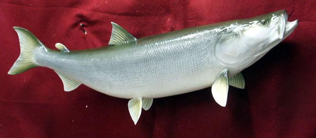 Mount from Simpson Taxidermy Studio