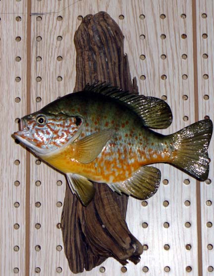 Mount from Simpson Taxidermy Studio