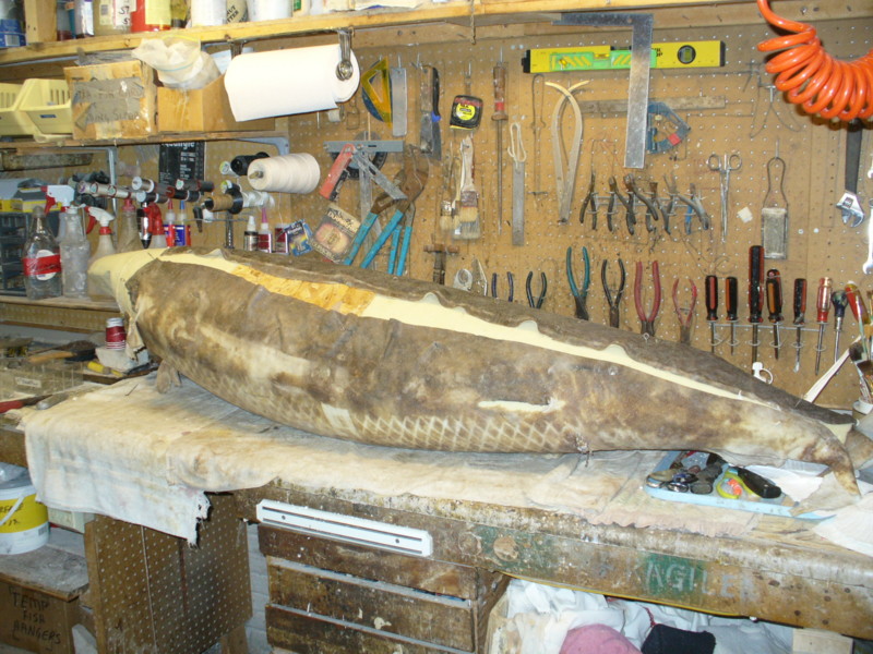Mount from Simpson Taxidermy Studio