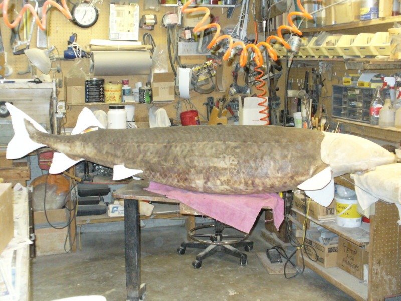 Mount from Simpson Taxidermy Studio
