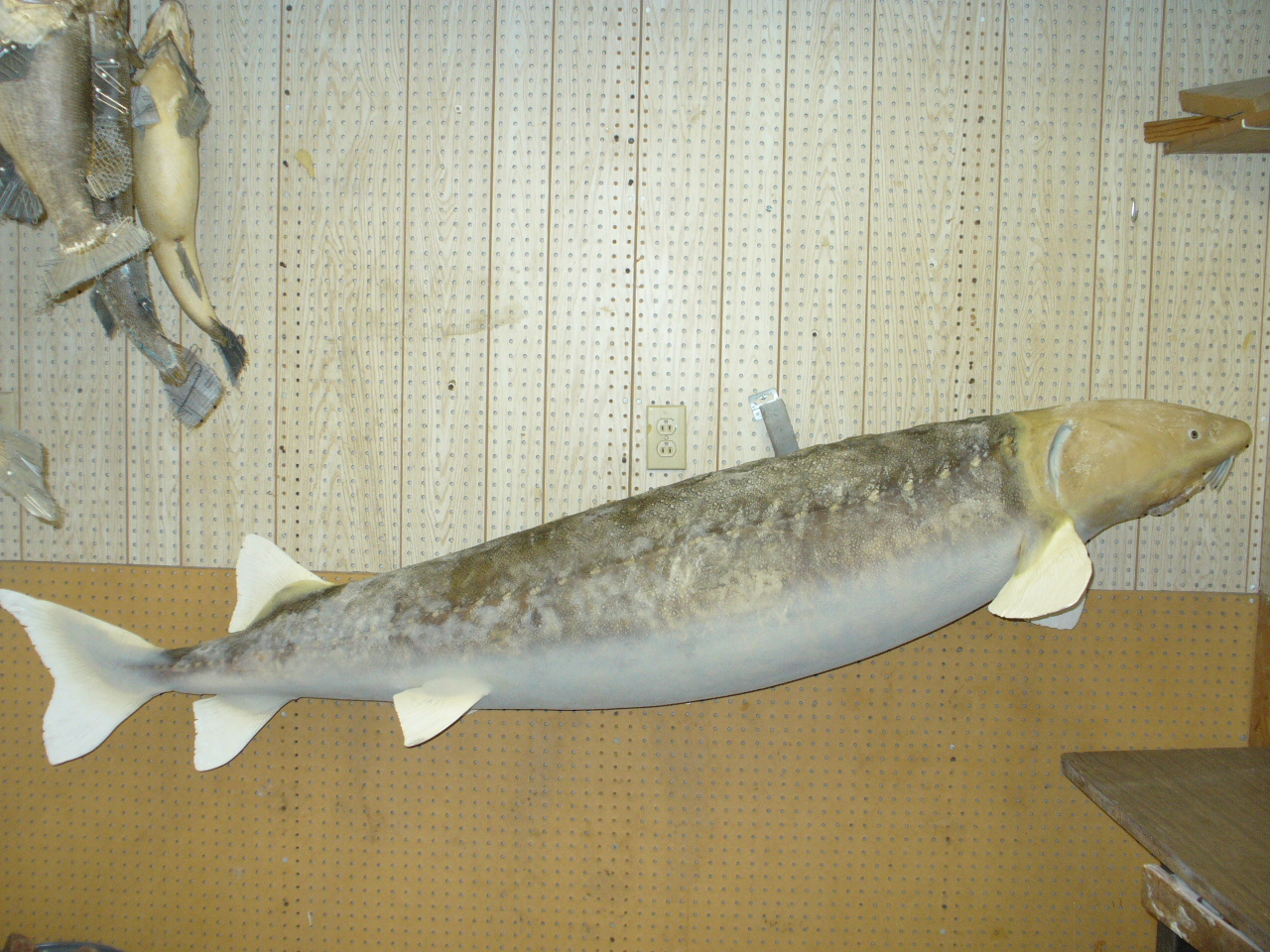 Mount from Simpson Taxidermy Studio
