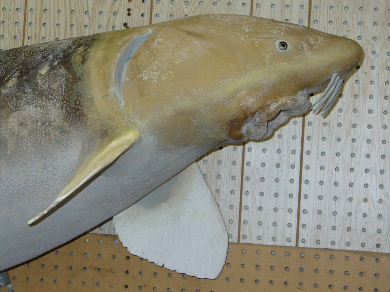 Mount from Simpson Taxidermy Studio