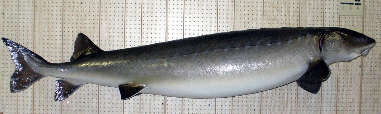Mount from Simpson Taxidermy Studio