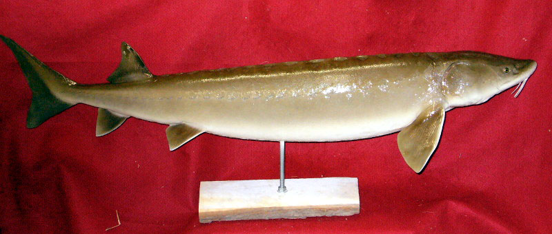 Mount from Simpson Taxidermy Studio