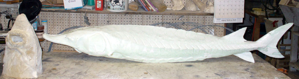 Mount from Simpson Taxidermy Studio