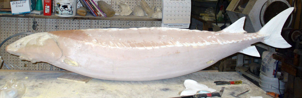 Mount from Simpson Taxidermy Studio