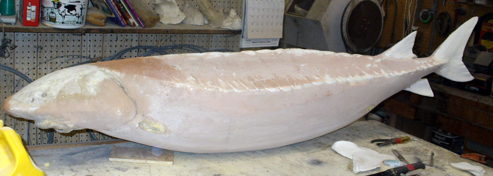 Mount from Simpson Taxidermy Studio