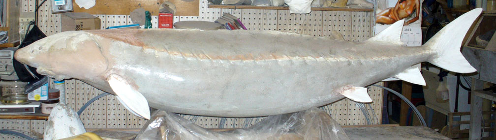 Mount from Simpson Taxidermy Studio