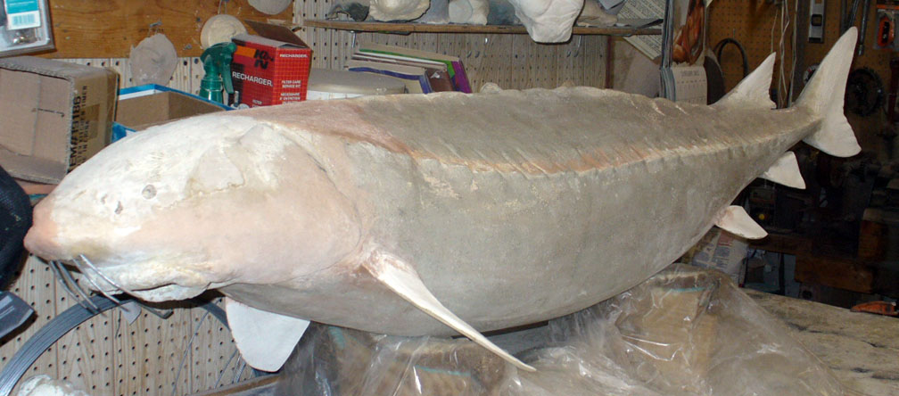 Mount from Simpson Taxidermy Studio