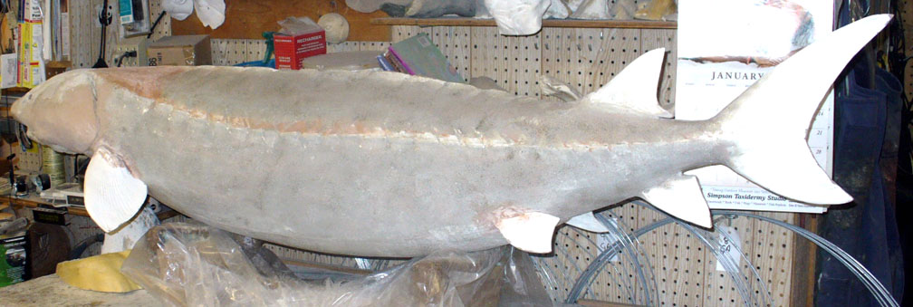 Mount from Simpson Taxidermy Studio