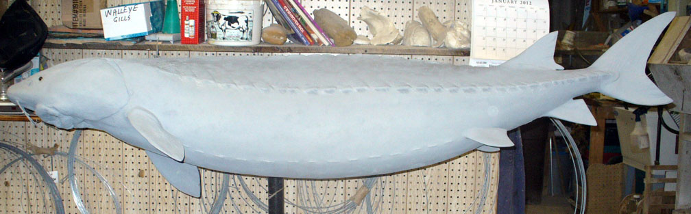 Mount from Simpson Taxidermy Studio
