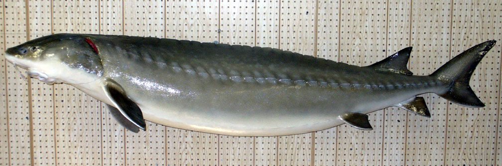 Mount from Simpson Taxidermy Studio