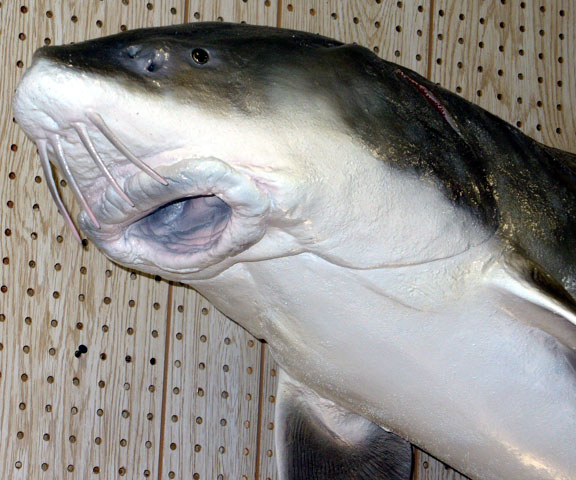 Mount from Simpson Taxidermy Studio