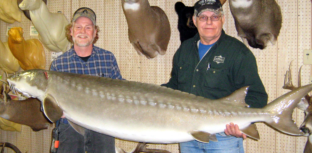 Mount from Simpson Taxidermy Studio